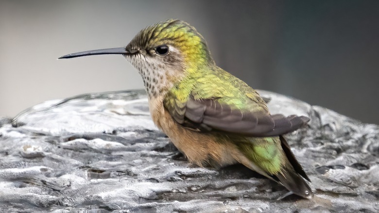A calliope hummingbird takes a bath on a bird bubbler