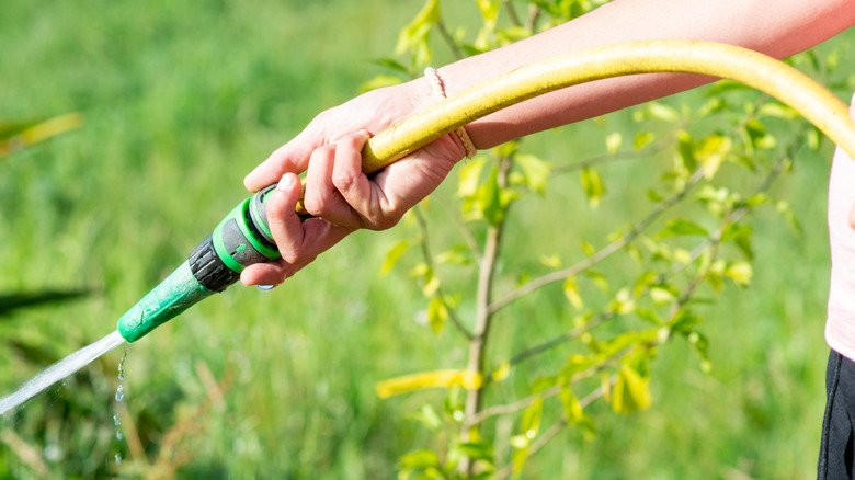 Woman watering yard with garden hose