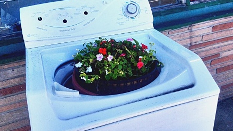 A washing machine with flowers planted in the drum