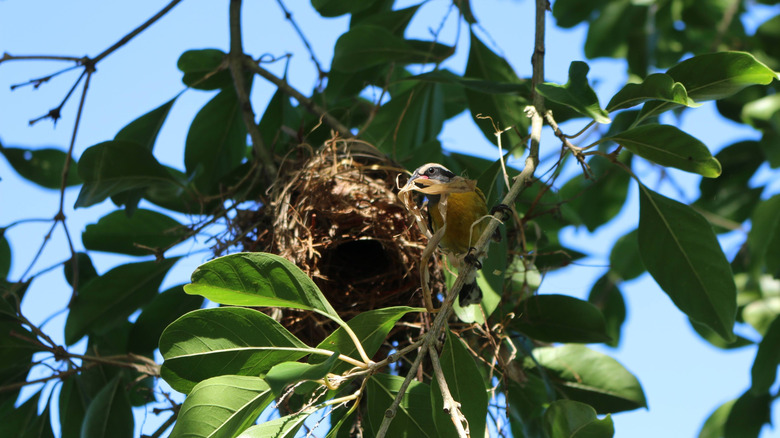 A bird building a nest in tree