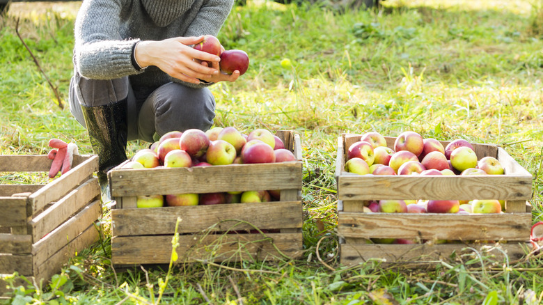 fruit crates filled with apples