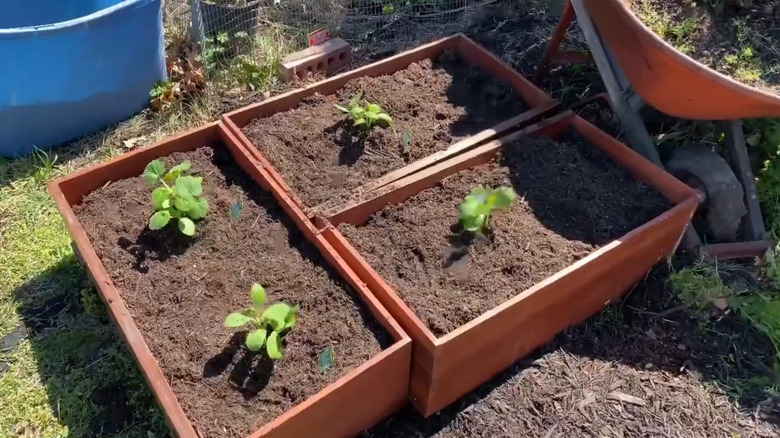 Three wooden drawers on the ground used as planter beds with plants growing in them