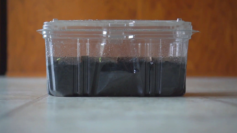Clear spinach container filled halfway with soil with sprouts growing inside