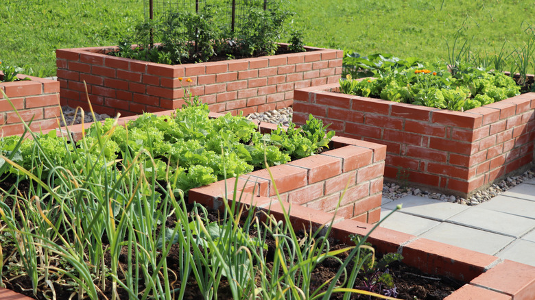 Raised garden beds made out of bricks