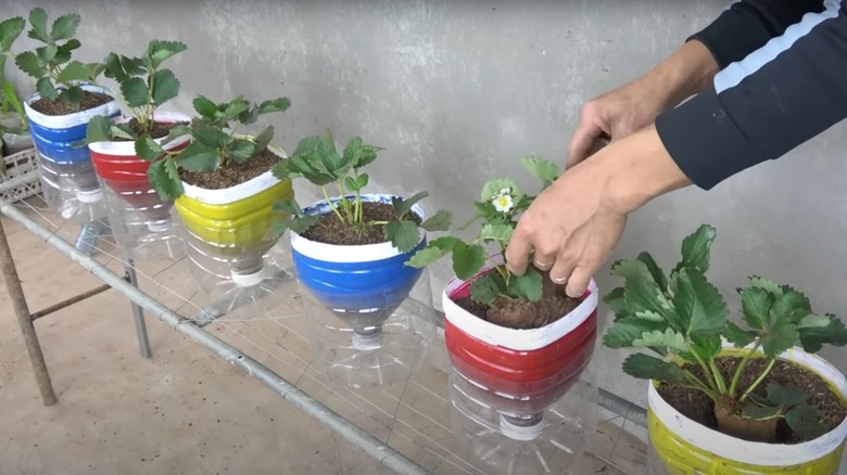 Hands tending to plants