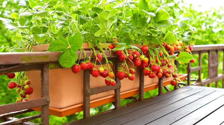 Strawberry plants in planters