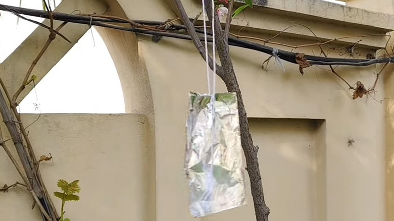 Sheet of aluminum foil hung in a tree to ward off birds