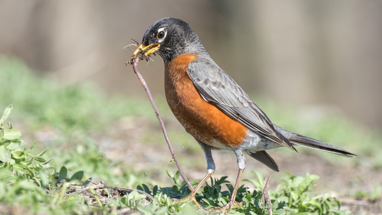 Robin pulling worm out of the ground