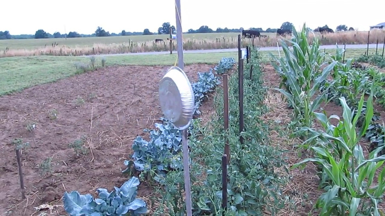 Garden with an aluminum pie plate tied to a stick to deter birds