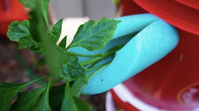 plant growing in pool noodle