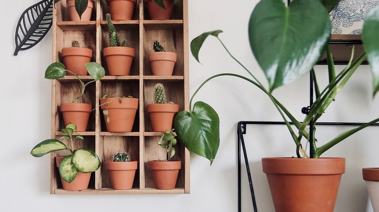 Wooden shelves filled with potted plants