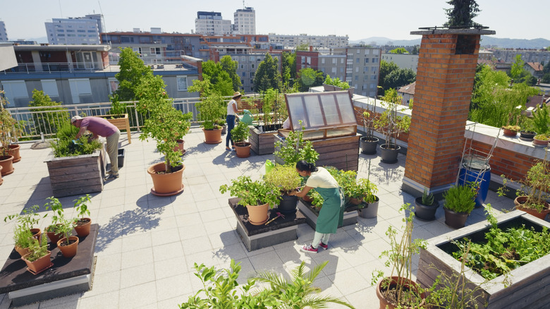 people gardening on rooftop