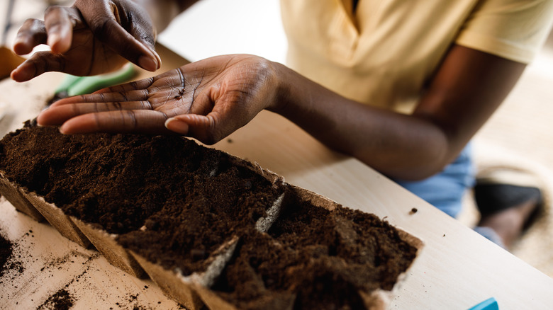 A person planting flower seeds in small containers