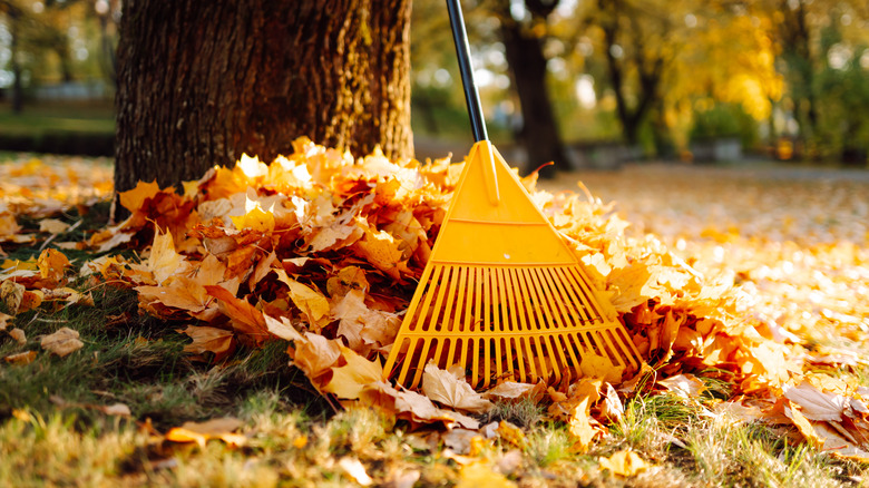 rake and leaves