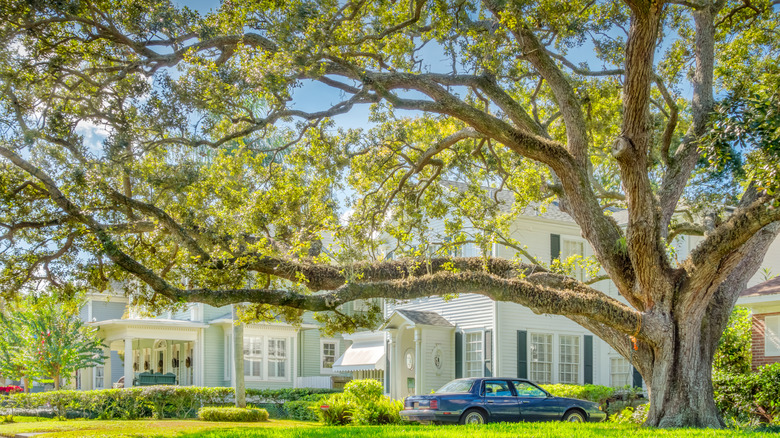 Large live oak tree and traditional houses