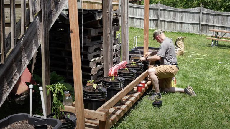 A man plants vegetables in 5-gallon buckets in a wooden grow table with a trellis frame.