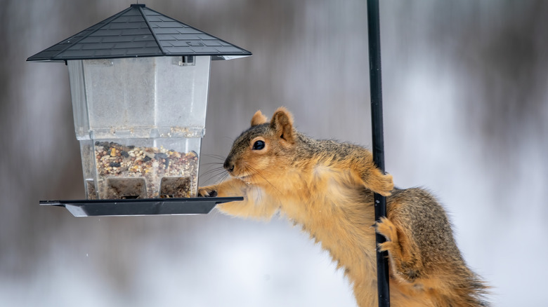 A squirrel holds onto a pole and reaches for a bird feeder.
