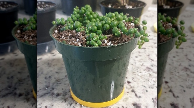 A small succulent in a pot with a lays chip plastic lid as the drip tray