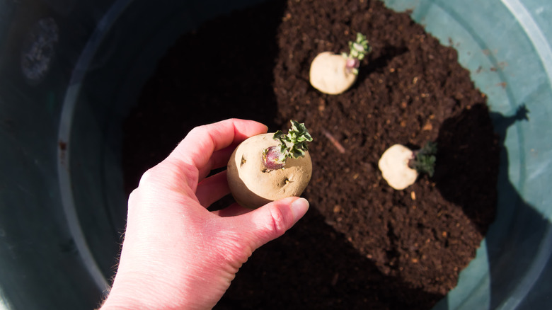 seed potatoes in container