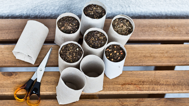 Toilet paper roll seedling planters filled with soil