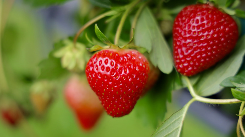 Close-up of strawberries growing on plants