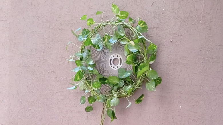 A fan cage wrapped in a potted pothos vine hangs on a wall.
