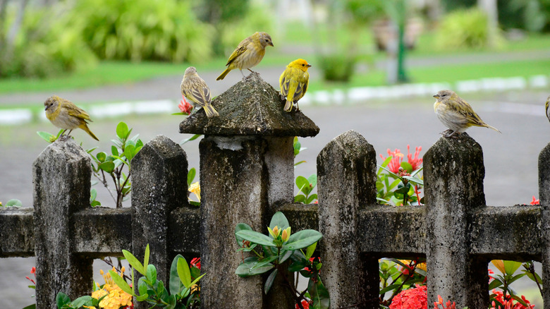 A group of small birds perched on a wooden fence