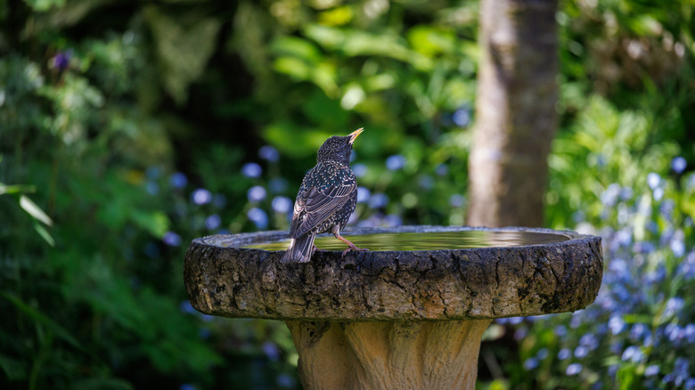 A bird perched on the edge of a birdbath in a shaded spot in the garden