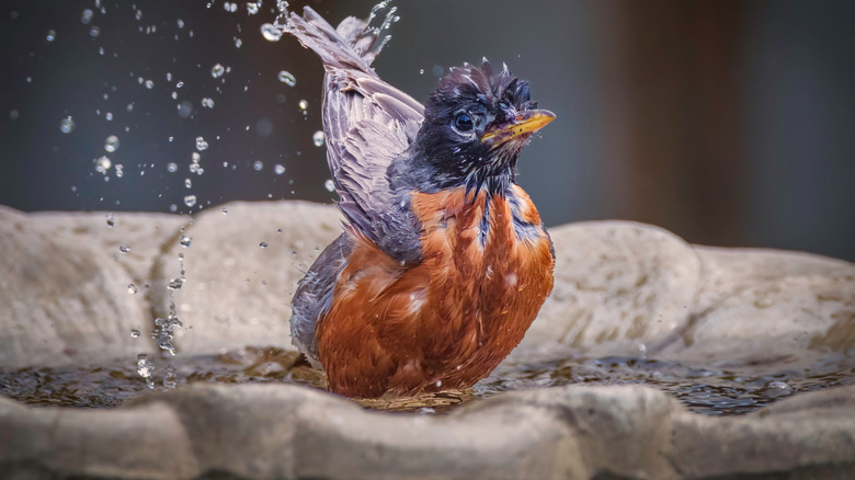 A robin enjoying the water in a birdbath