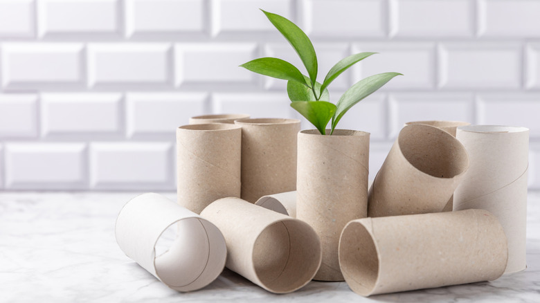 A bunch of toilet paper rolls on a countertop with a plant peeking out of one.