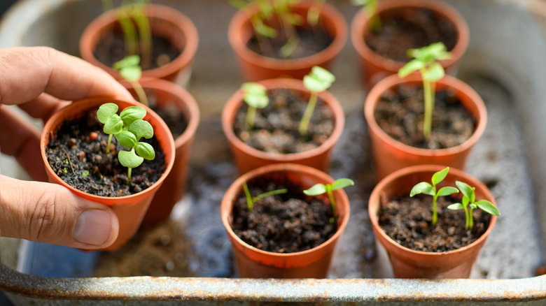 hand placing down flower seedling in small pot