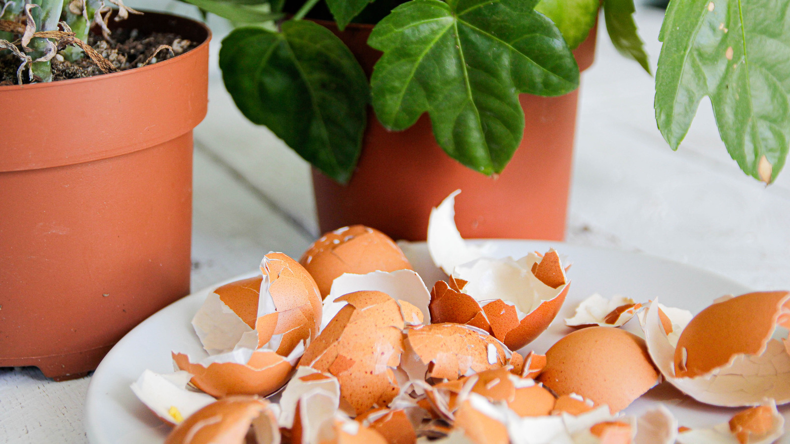 Reuse Eggshells To Make The Cutest Spring Time Vases