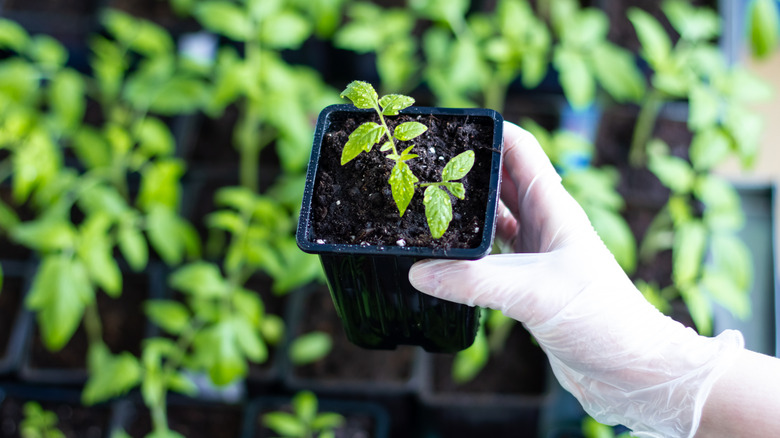 A gloved hand holds a seedling in a nursery pot.