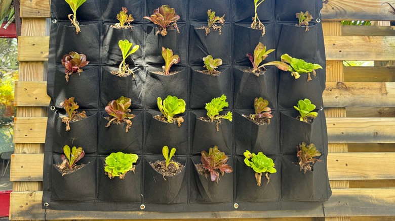 vertical pocket garden