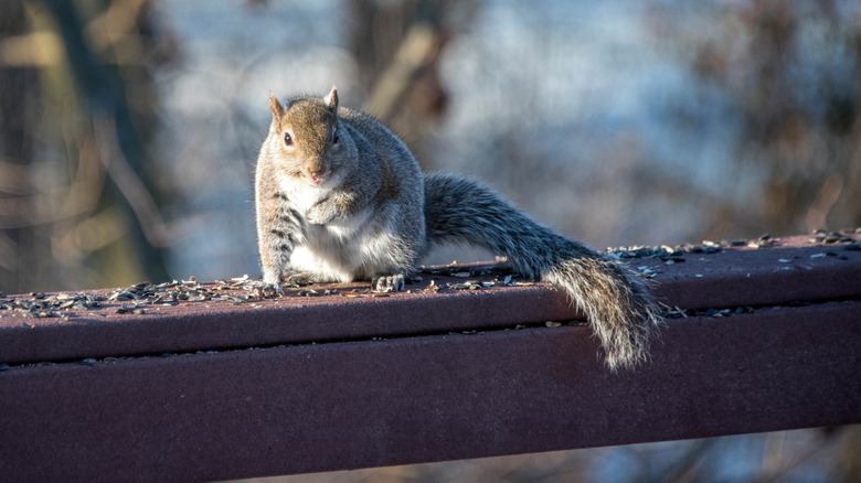 Gray squirrel eating bird seed on a ledge