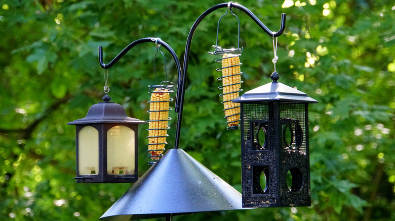 A baffle on a pole with multiple bird feeders