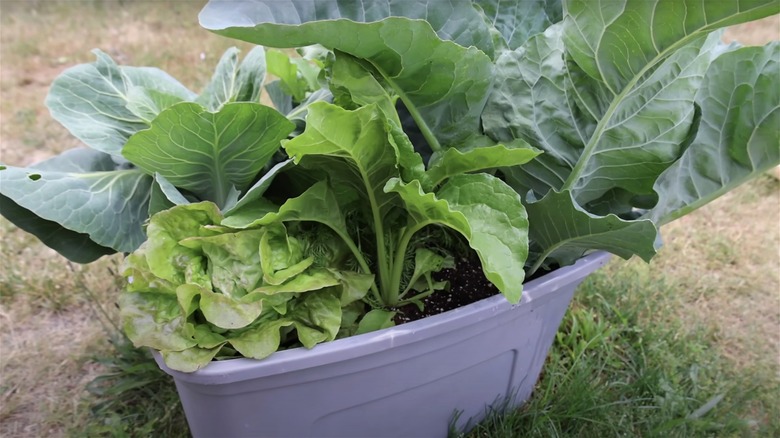 storage tote as plant container