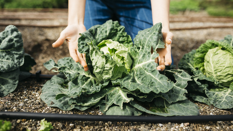 person holding cabbage head in garden bed