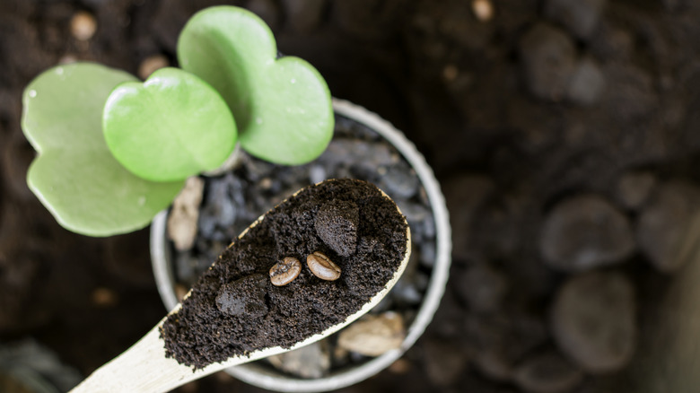 spoon holding coffee grounds above a potted plant