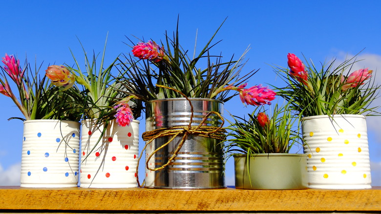 plants in painted cans