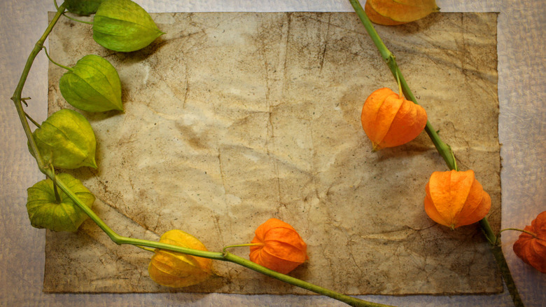 Green and orange Physalis pods sit on a decorative, rustic piece of paper.