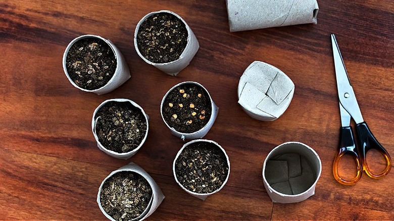 Seedling pots made out of toilet paper rolls hold soil and seeds