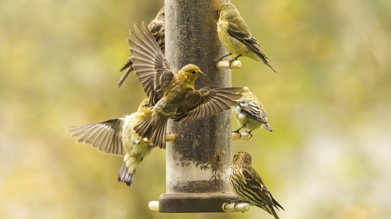 Birds on feeder