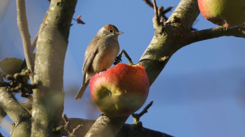 Bird eating apple in tree