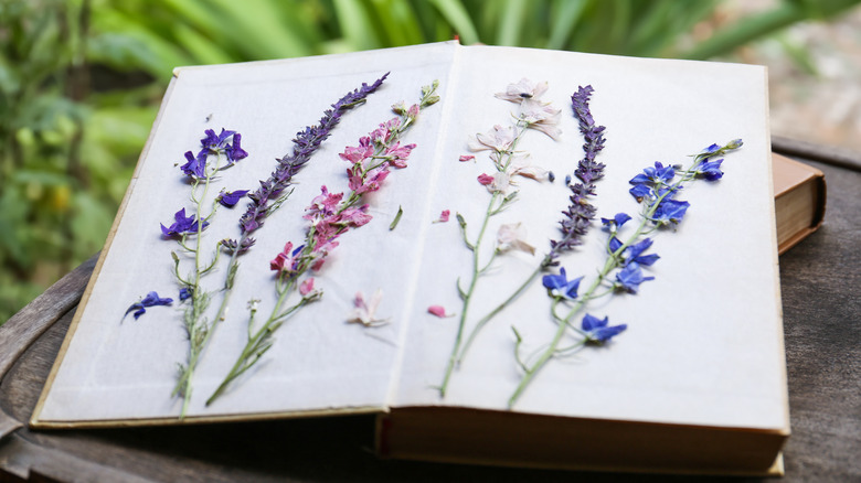 Pressed flowers on the pages of an open book outdoors