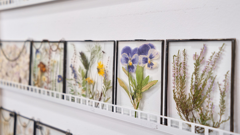 Pressed flowers displayed in glass with soldered edges