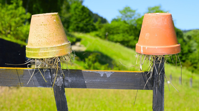 earwig pots in the garden