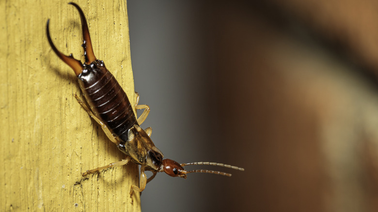 earwig crawling down a branch