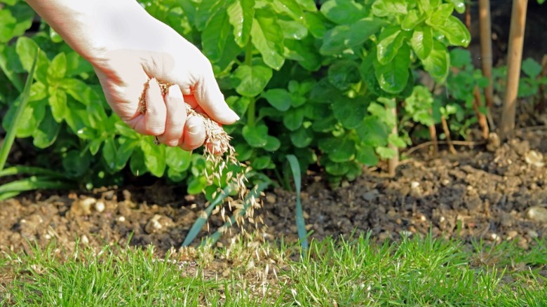 A gardener hand sows seeds
