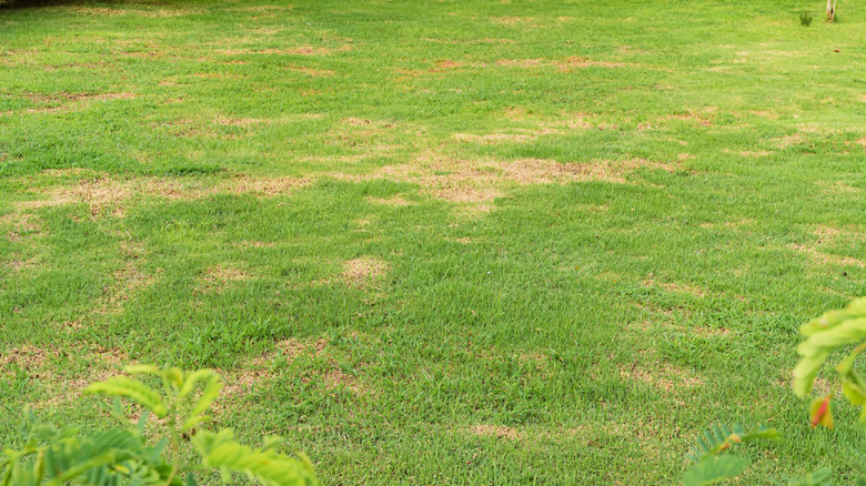 A patchy lawn